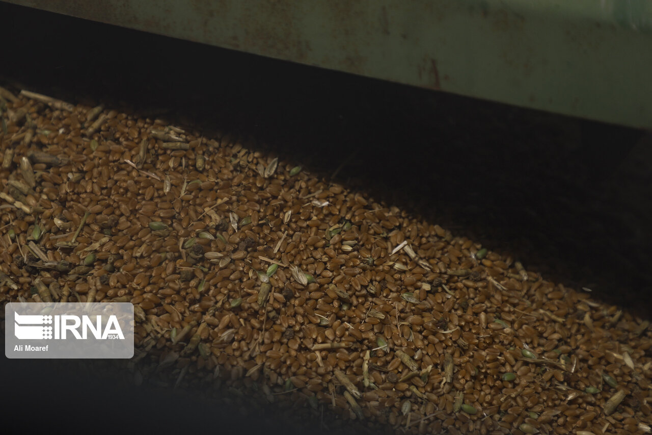 پرداخت پول گندم و کلزای کشاورزان شوشتر آغاز شد