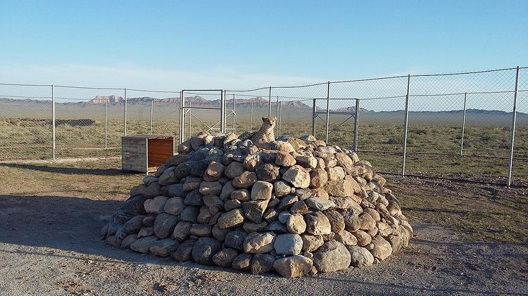 یکی از سه توله یوز ایرانی تلف شد