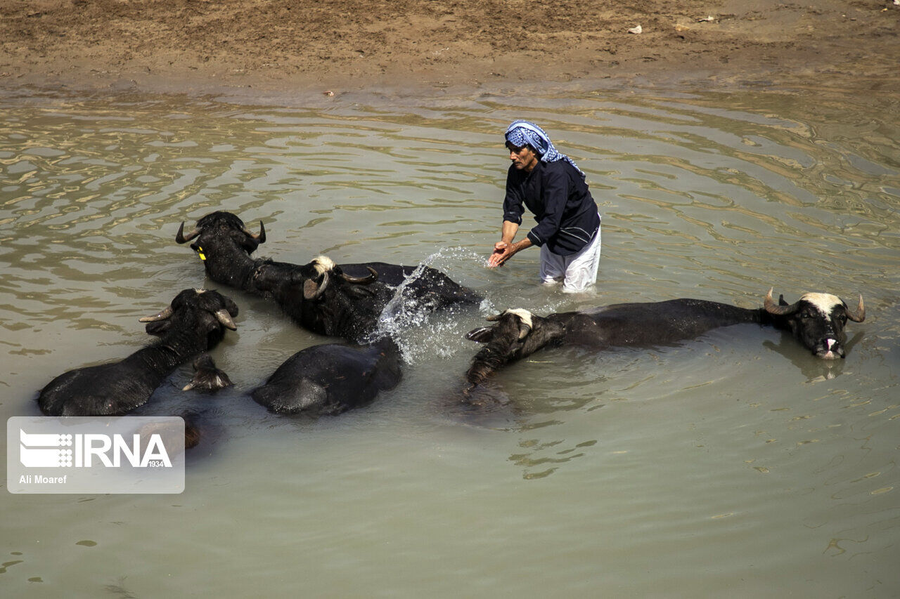 احداث استخر برای دام های سنگین شهرستان دشت آزادگان ضروری است
