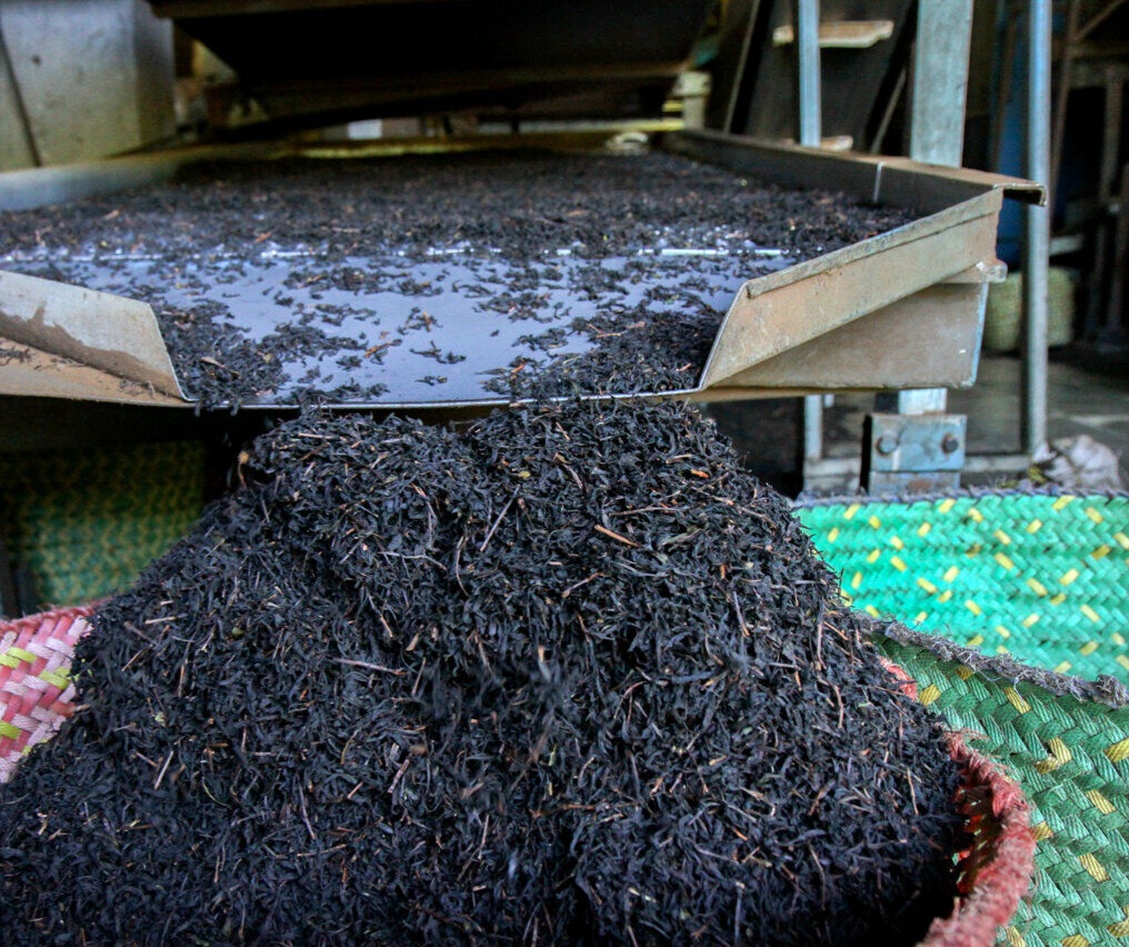 افزایش قیمت چای در بازارهای جهانی؛ کاهش در بازار ایران