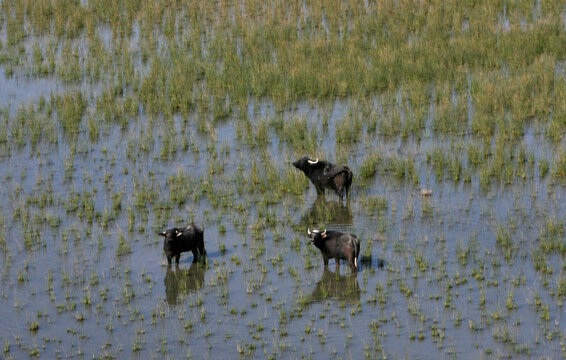 کشاورزان و دامداران محصولات و دام‌های خود را بیمه کنند