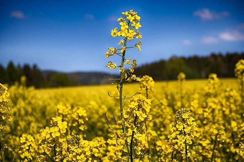 ۵۰۰ هکتار از مزارع شادگان به زیر کشت کلزا می‌رود