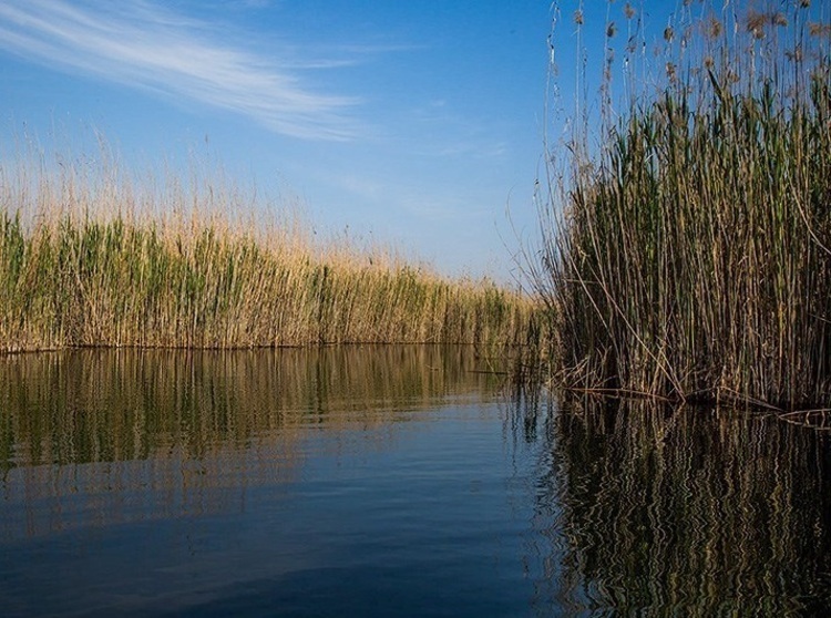 تامین ۶۷ درصد حقابه تالاب بین المللی هورالعظیم