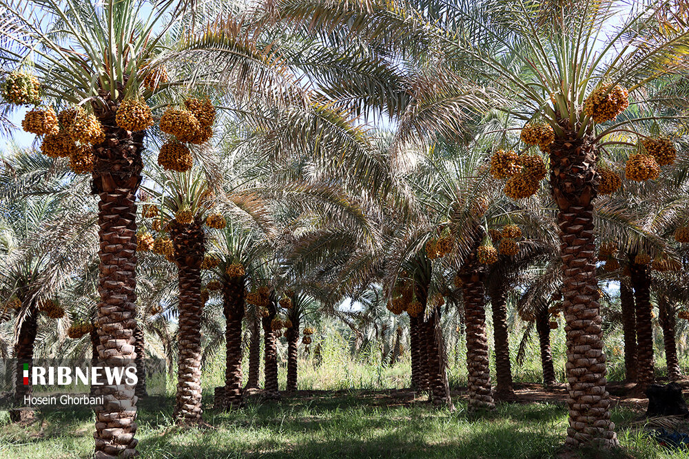 برداشت بیش از ۴۱ هزار تن خرما از نخیلات آبادان
