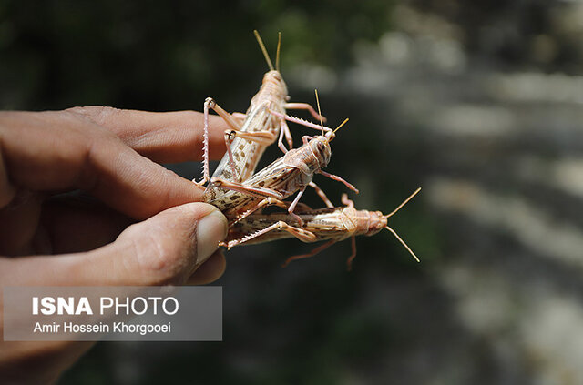 فعال شدن ۶ اکیپ پایش ملخ صحرایی در خرمشهر