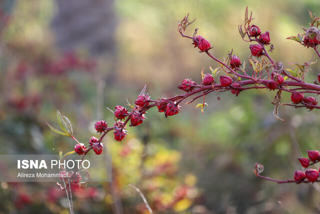 پیشبینی تولید بیش از ۸۰ تن چای ترش در خوزستان