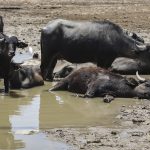 هور اشک خوزستانی ها را در آورد