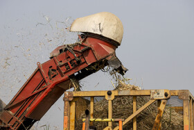 برداشت سبز نیشکر در خوزستان 19 62792829