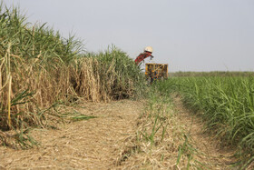 برداشت سبز نیشکر در خوزستان