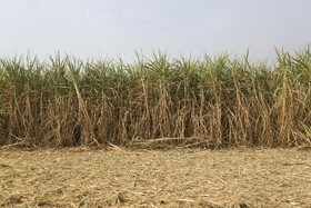 برداشت سبز نیشکر در خوزستان 18 62792831