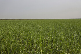 برداشت سبز نیشکر در خوزستان 16 62792835