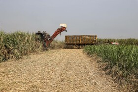 برداشت سبز نیشکر در خوزستان 22 62792839