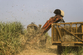 برداشت سبز نیشکر در خوزستان 20 62792844