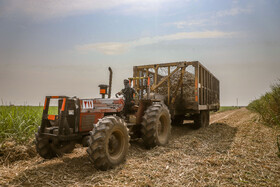 برداشت سبز نیشکر در خوزستان 24 62792847