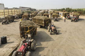 برداشت سبز نیشکر در خوزستان 23 62792855