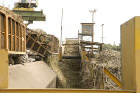 برداشت سبز نیشکر در خوزستان 25 62792865