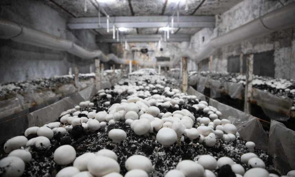 برداشت قارچ «دکمه‌ای» از نیشکر هفت‌تپه آغاز شد