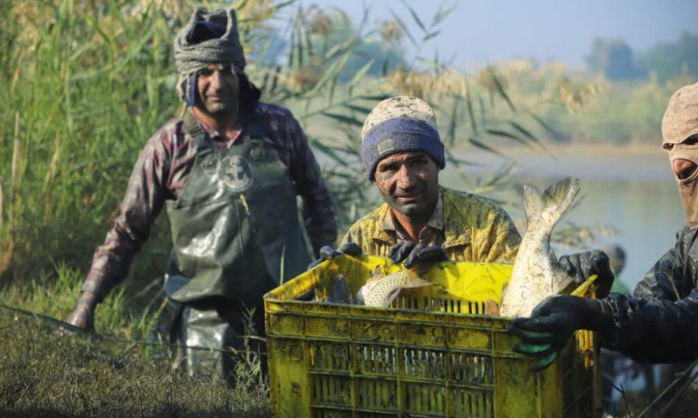 صید ماهی از استخرهای نیشکر هفت‌تپه آغاز شد