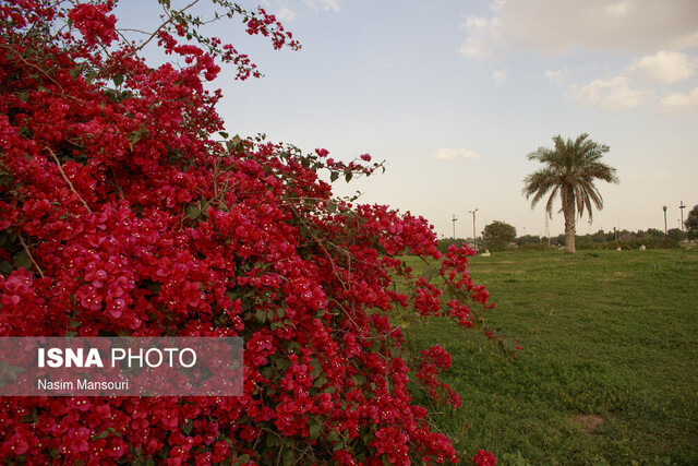 ایجاد بوستانهای میوه در مناطق شهری اهواز/ اجرای طرح هر خانه یک نهال