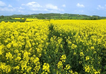 خرید دانه روغنی کلزا در خوزستان