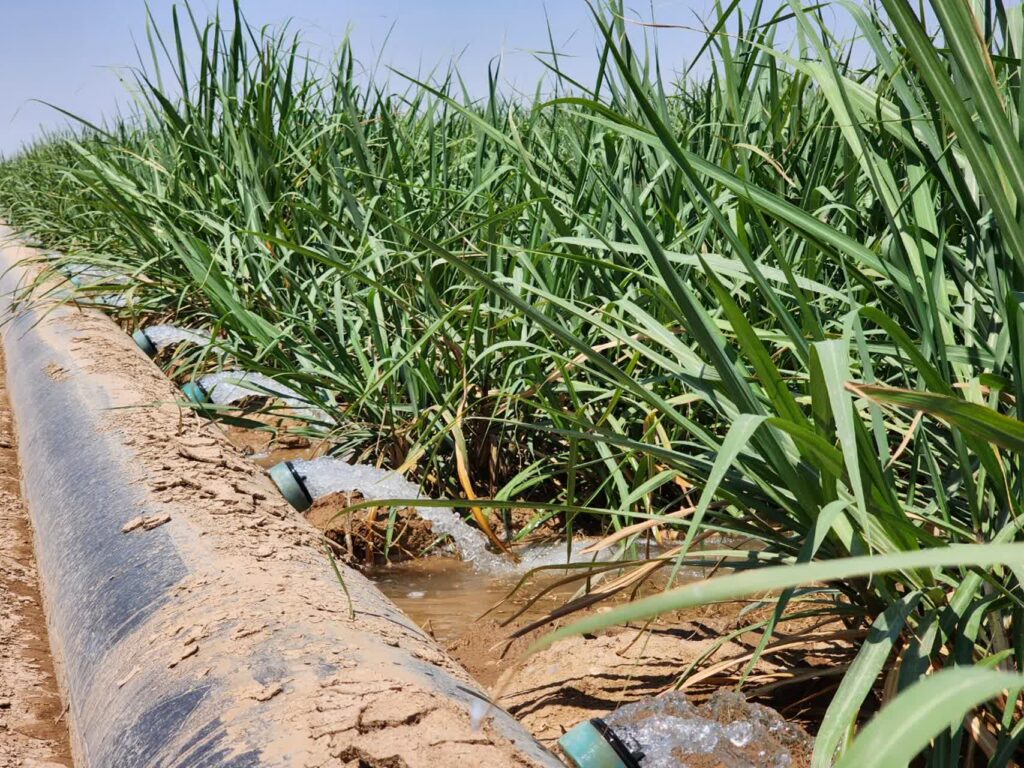 افزایش ۲۰ درصدی بهره‌وری آب در مزارع نیشکر با مدیریت علمی