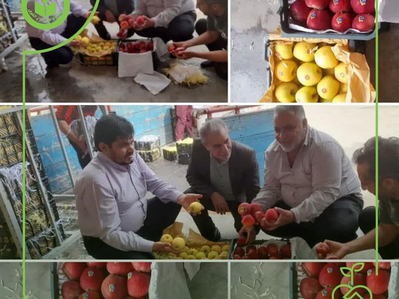 خروج نزدیک به ۸۰ تن میوه از سردخانه برنجکوبی تعاون روستایی