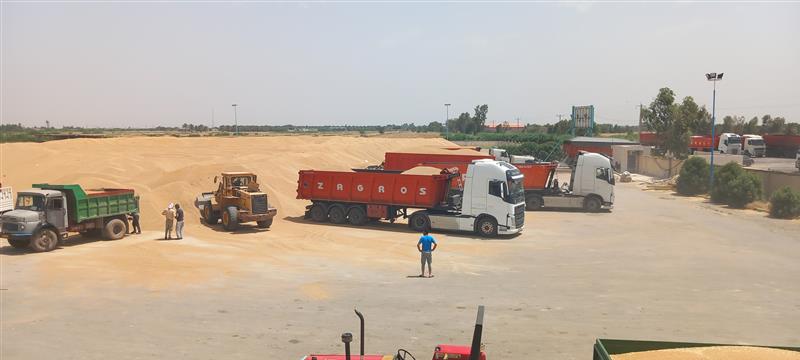 پایان خرید گندم با بدست آوری رکوردی کم نظیر در بارندگی ها و سیل خوزستان