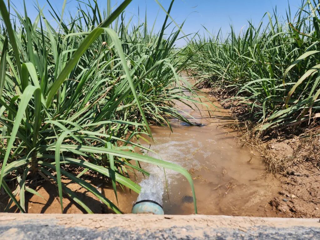 کاهش ۱۵ درصدی مصرف آب در مزارع نیشکر محقق شد /دکتر ناصری: مدیریت علمی آب، کلید افزایش بهرهوری صنعت نیشکر است