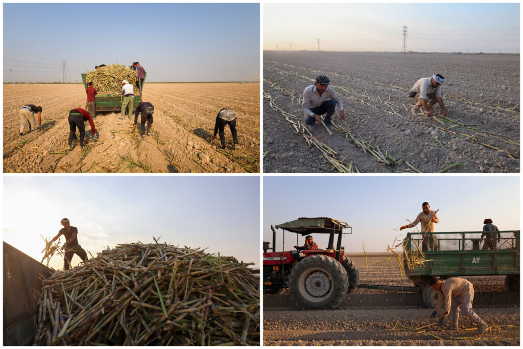 پیشرفت ۶۵ درصدی عملیات کشت نیشکر / ارقام کشتشده با شرایط اقلیمی خوزستان سازگارند