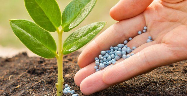 تعاون روستایی آماده توزیع کود کشت پائیزه می شود