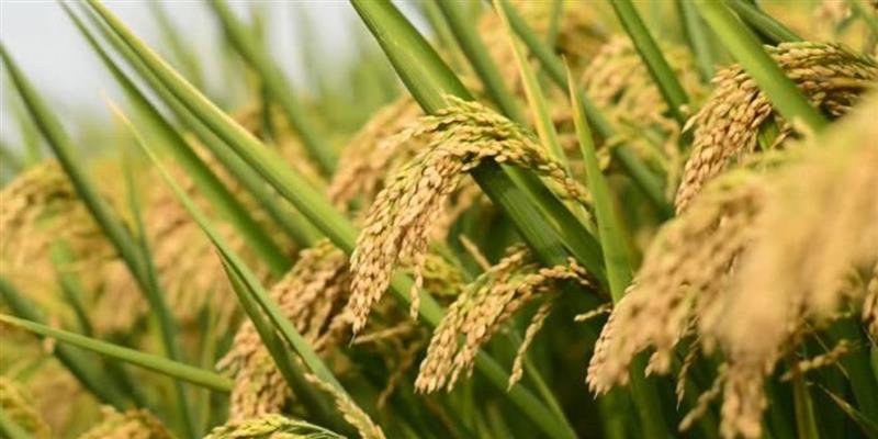 خرید بیش از ۷۴۰ تن شالی از شالی کاران شوشی