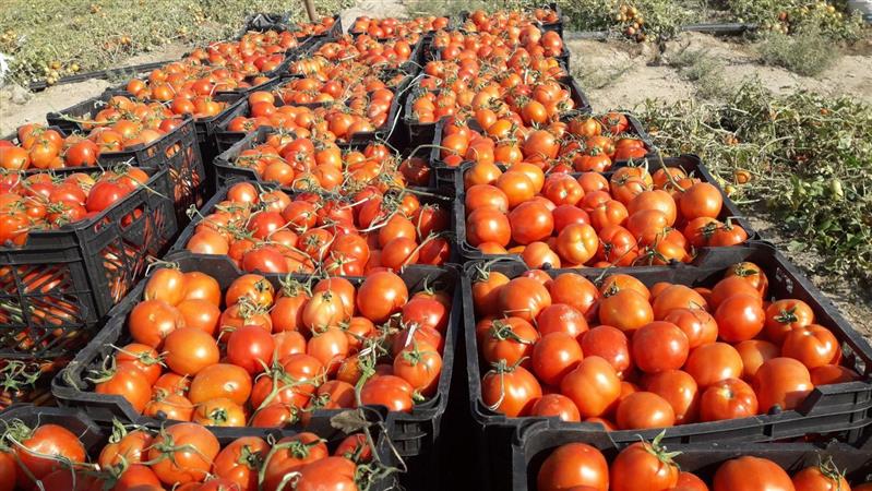 از پیشرفت فیزیکی ۷۰ درصدی انبار یک هزار تنی تا خرید بیش از ۱۰ تن گوجه فرنگی