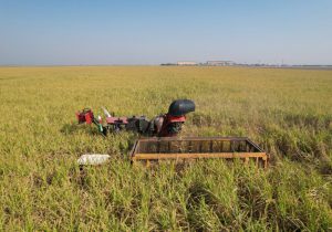 میانگین راندمان نیشکر به ۹۰ تُن در هکتار رسید