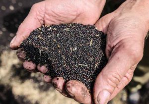 افزایش توزیع بیش از ۵۰ درصدی بذر کلزا بین کشاورزان کلزاکار خوزستانی