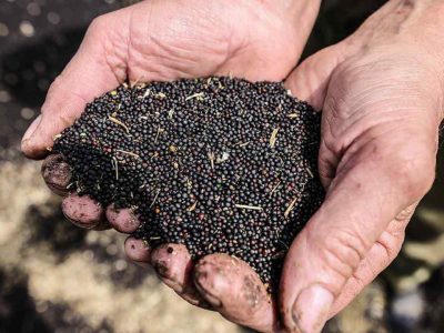 افزایش توزیع بیش از ۵۰ درصدی بذر کلزا بین کشاورزان کلزاکار خوزستانی