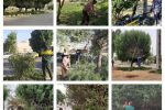 عملیات گسترده سازمان فضای سبز شهرداری خرمشهر با هرس و فرم دهی درختان