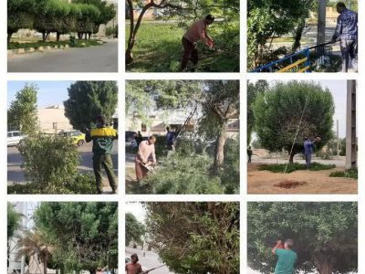 عملیات گسترده سازمان فضای سبز شهرداری خرمشهر با هرس و فرم دهی درختان