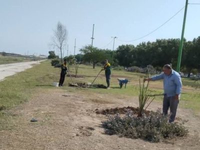 کاشت صدها نخل ثمرده در پارک مالیات خرمشهر