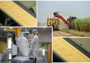 تولید ۳۹۲ هزار تن شکر با برداشت ۵۷ درصدی مزارع نیشکر / تولید شکر از مرز ۷۰۰ هزار تن عبور میکند