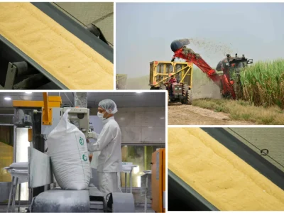 تولید ۳۹۲ هزار تن شکر با برداشت ۵۷ درصدی مزارع نیشکر / تولید شکر از مرز ۷۰۰ هزار تن عبور میکند