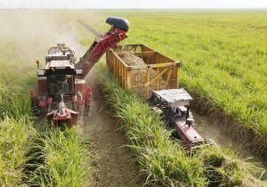 رکوردشکنی توسعه نیشکر با سود ۸۴۰۰ میلیاردتومانی