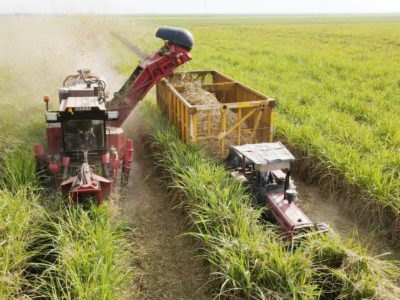 رکوردشکنی توسعه نیشکر با سود ۸۴۰۰ میلیاردتومانی