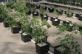 شیرین شهر قطب اقتصادی و توریستی 1 24