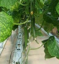 شیرین شهر قطب اقتصادی و توریستی