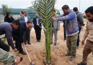 مهندس ناصری: در سال جاری ۲۰ هزار نهال به مناطق همجوارتاسیسات اهدا شد