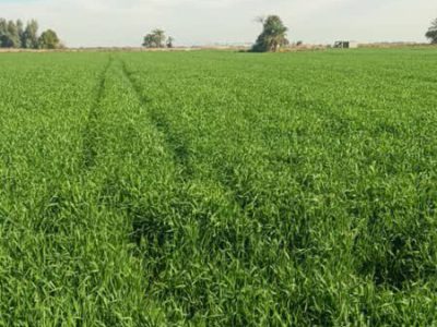 ۷۰۰ هکتار از اراضی کشاورزی شوشتر به زیر کشت گندم بذری رفت