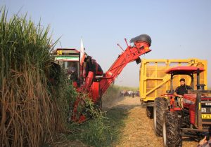 برداشت نیشکر در خوزستان آغاز شد/ پیش‌بینی تولید بیش از ۷۰۰ هزار تن شکر /فیلم