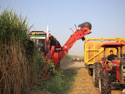 برداشت نیشکر در خوزستان آغاز شد/ پیش‌بینی تولید بیش از ۷۰۰ هزار تن شکر /فیلم