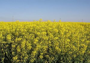 خرید بیش از ۷۰ هزار تن دانه روغنی کلزا از کلزاکاران خوزستانی