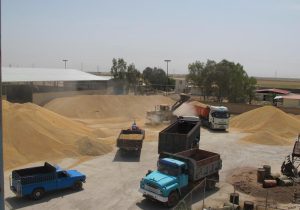 خرید بیش از ۴۲۰ هزار تن گندم و کلزا از کشاورزان خوزستان